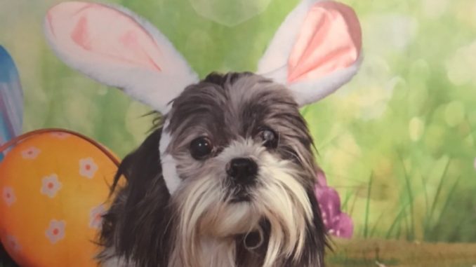 easter-tippy2