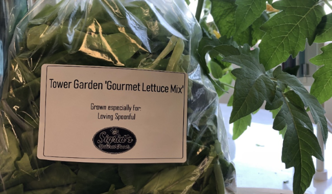 loving-spoonful-donations Fresh lettuce at Sigrid's in Kingston